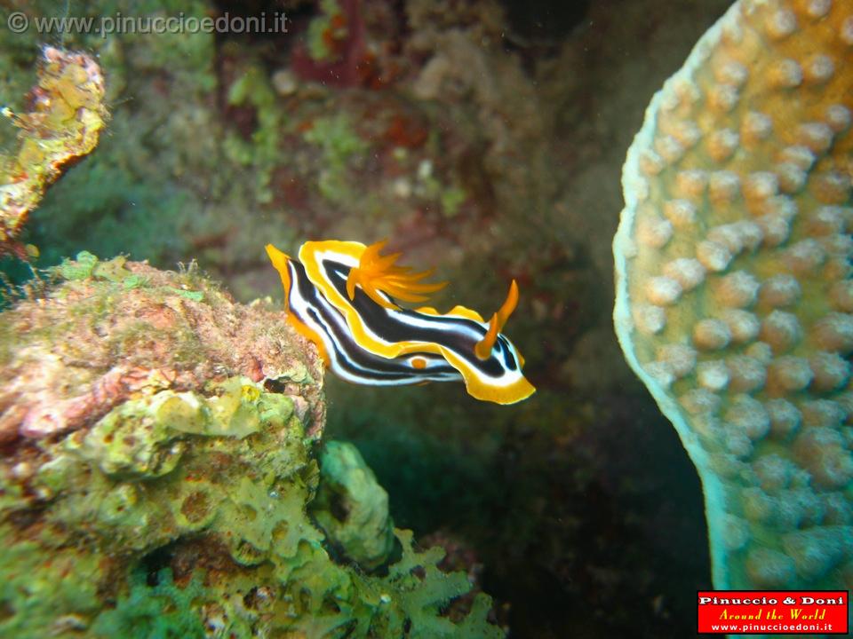 Djibouti - Diving a Djibouti - 36.jpg